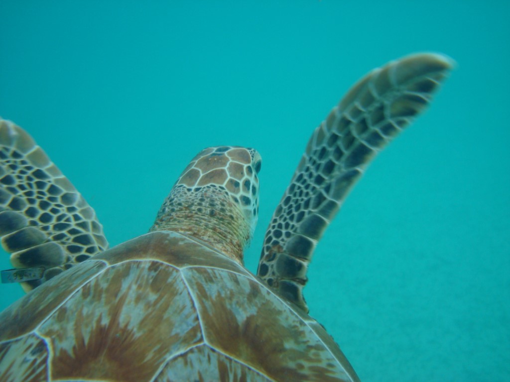 Caméleon dans l'hôtel océan beach