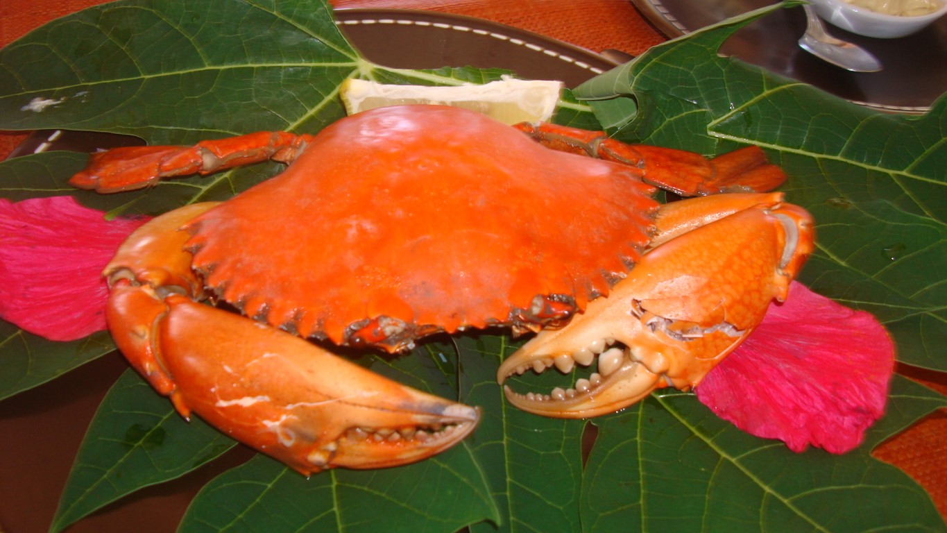 Caméleon vert Sakatia