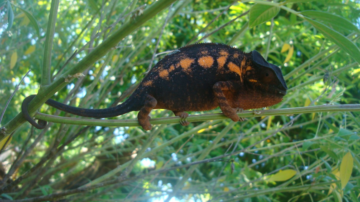 Plongée sous marine sakatia